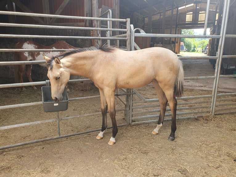 Wuerttemberg Mare 15 years 15.3 hh Brown in Hessisch Lichtenau
