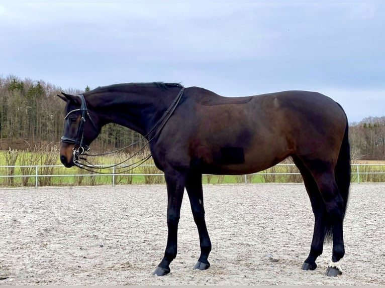 Wuerttemberg Mare 15 years 16,1 hh Smoky-Black in Bad Schussenried