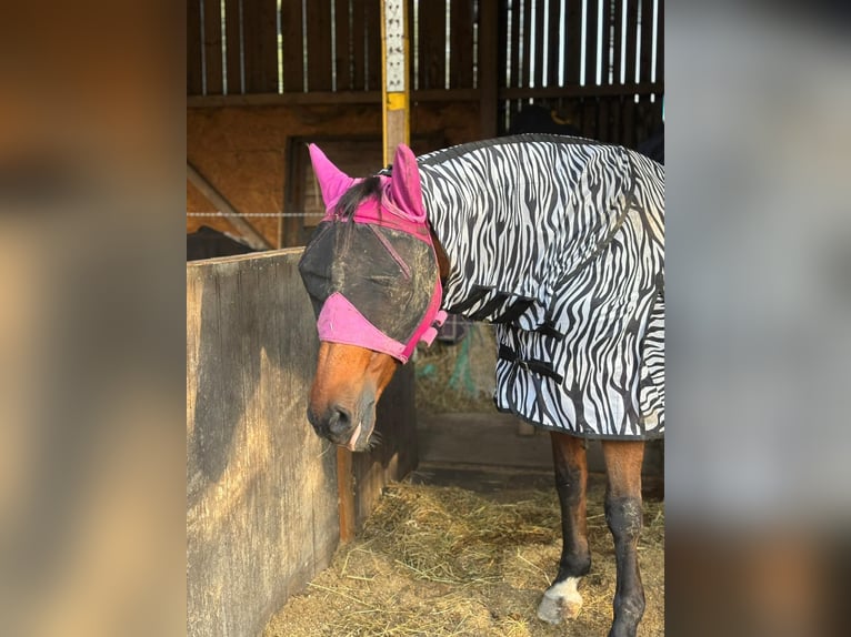 Wuerttemberg Mare 15 years 16 hh Brown in Berg