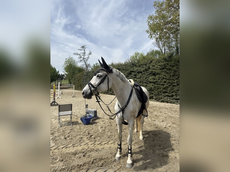 Wuerttemberg Mare 15 years 16 hh Grey in Stockach