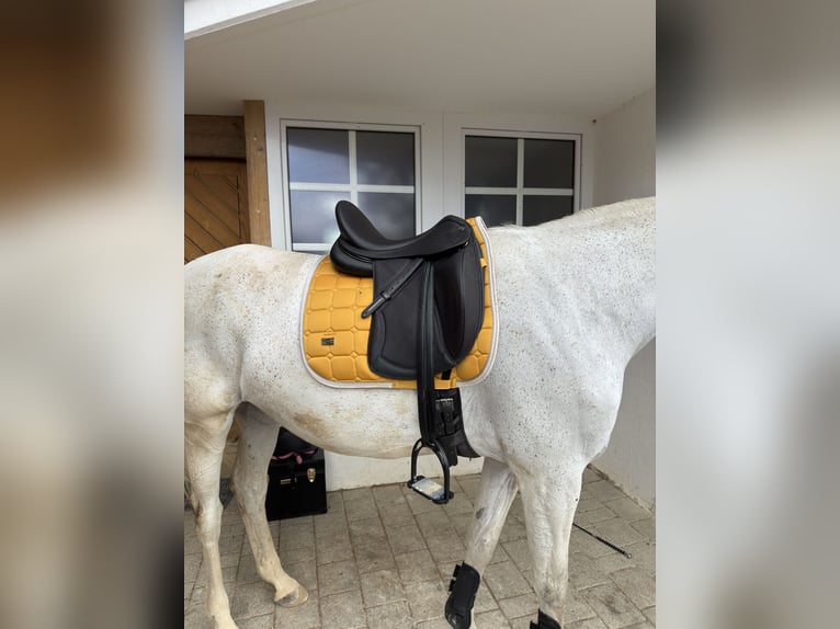 Wuerttemberg Mare 15 years 16 hh Grey in Stockach