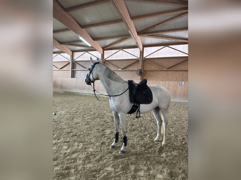 Wuerttemberg Mare 15 years 16 hh Grey in Stockach