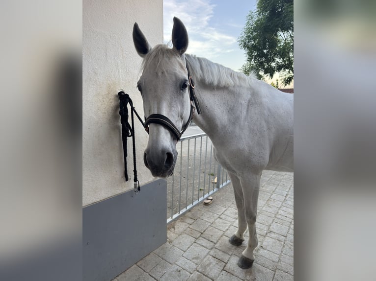 Wuerttemberg Mare 15 years 16 hh Grey in Stockach