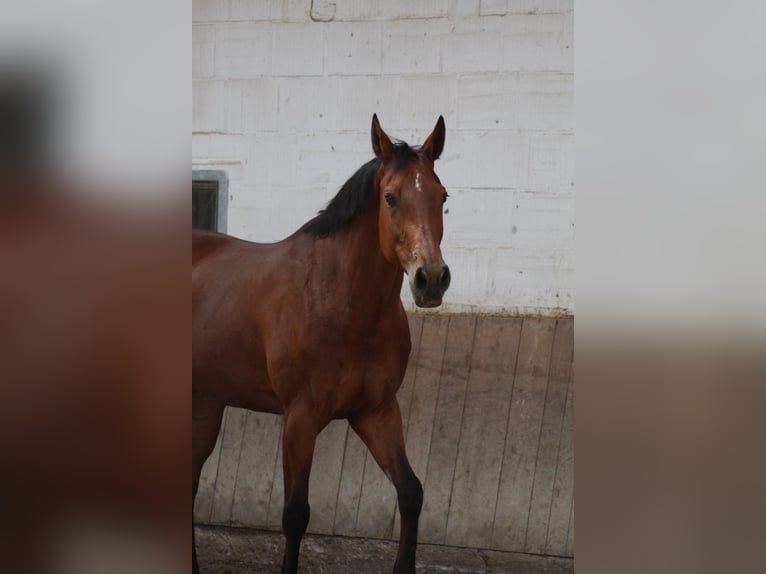 Wuerttemberg Mare 15 years 16,1 hh Brown in Bad Hersfeld Wuerttemberg Mare 15 years 16,1 hh Brown in Bad Hersfeld