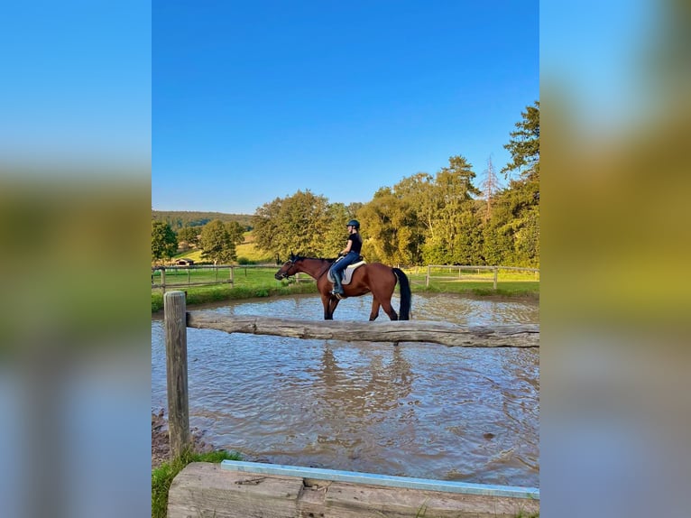 Wuerttemberg Mare 15 years 16,1 hh Brown in Bad Hersfeld Wuerttemberg Mare 15 years 16,1 hh Brown in Bad Hersfeld