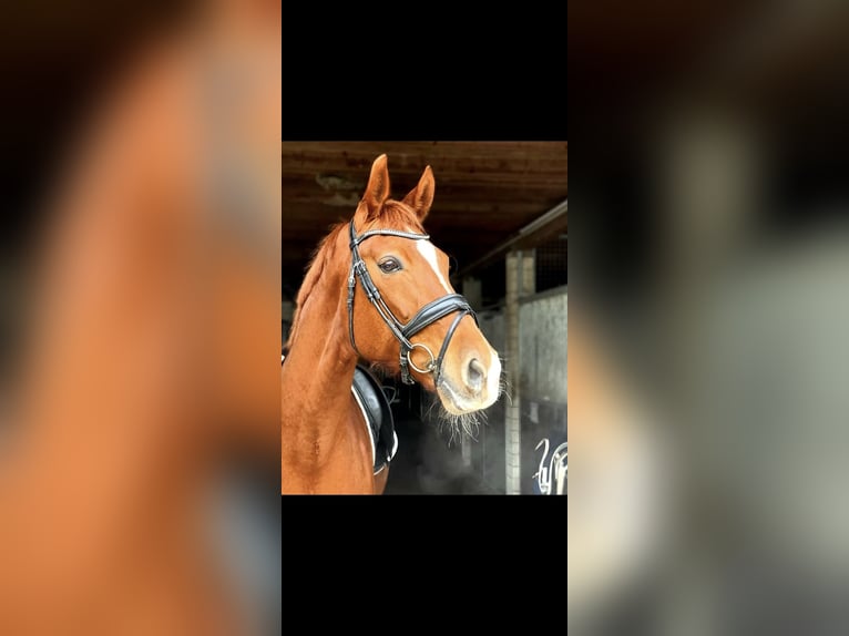 Wuerttemberg Mare 15 years 17 hh Chestnut-Red in Aulendorf