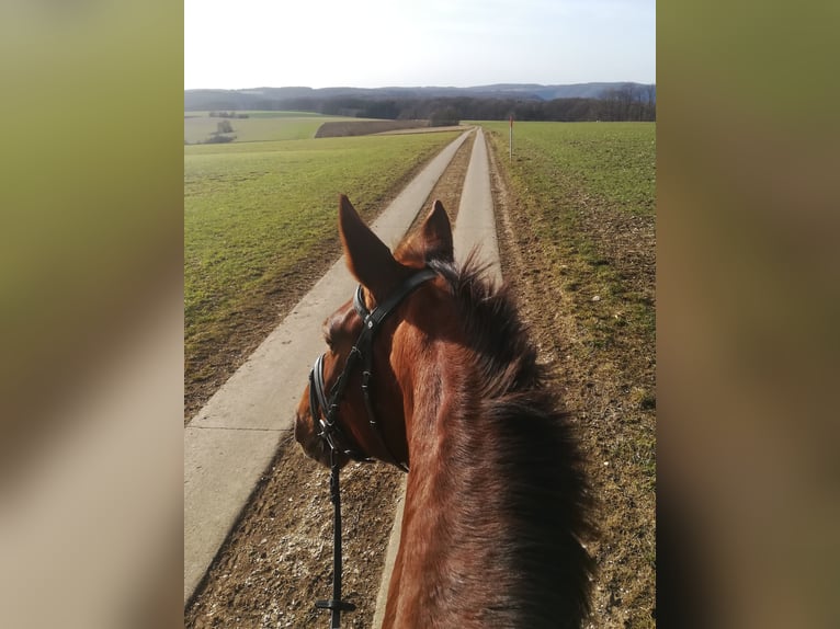 Wuerttemberg Mare 15 years 17 hh Chestnut-Red in Waldenbuch