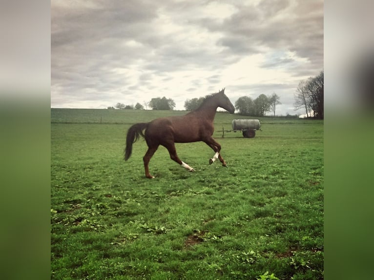 Wuerttemberg Mare 15 years 17 hh Chestnut-Red in Waldenbuch