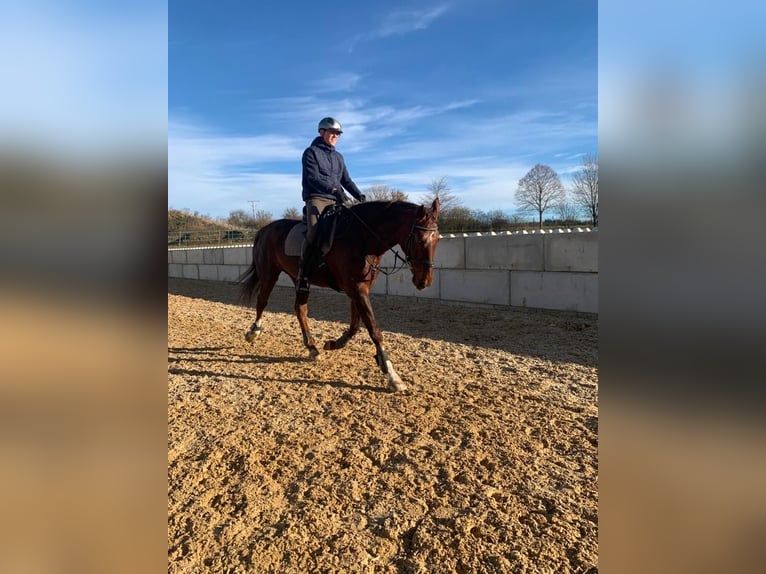 Wuerttemberg Mare 15 years 17 hh Chestnut-Red in Waldenbuch