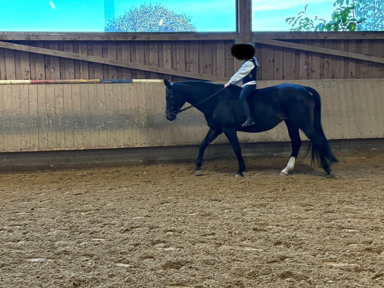 Wuerttemberg Mare 16 years 15,2 hh Smoky-Black in Weingarten