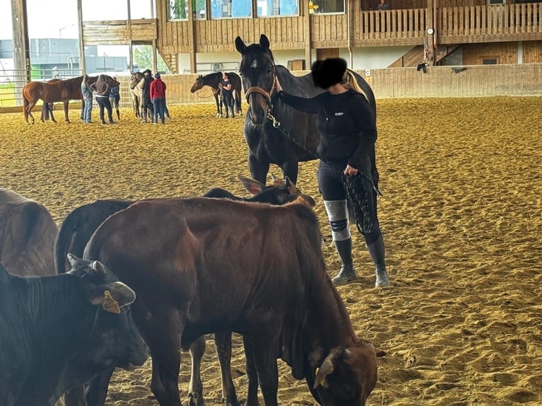 Wuerttemberg Mare 16 years 15,2 hh Smoky-Black in Weingarten