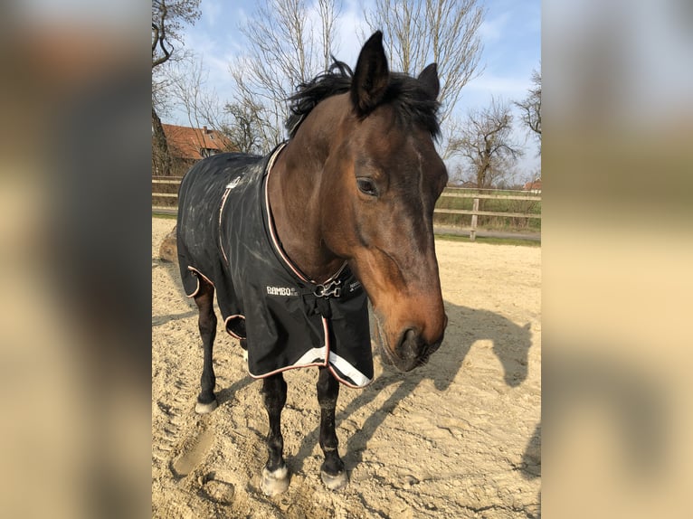 Wuerttemberg Mare 16 years 16,2 hh Brown in Drensteinfurt