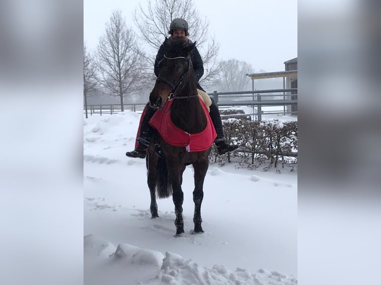 Wuerttemberg Mare 16 years 16,2 hh Brown in Drensteinfurt