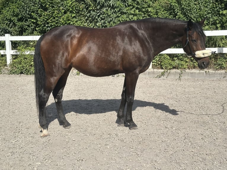 Wuerttemberg Mare 16 years 16 hh Brown in Öhringen