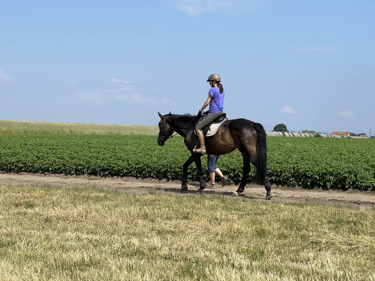 Wuerttemberg Mare 16 years 16,1 hh Bay-Dark in Erzhausen