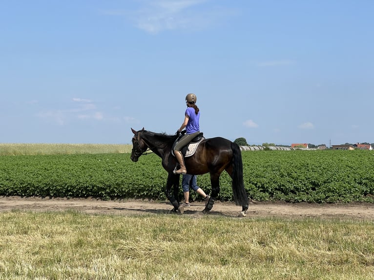 Wuerttemberg Mare 16 years 16,1 hh Bay-Dark in Erzhausen