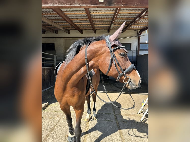 Wuerttemberg Mare 16 years 16,1 hh Brown in Altmittweida