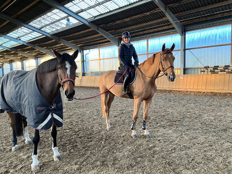 Wuerttemberg Mare 16 years 17,1 hh Brown in Fr&#xF6;ndenberg