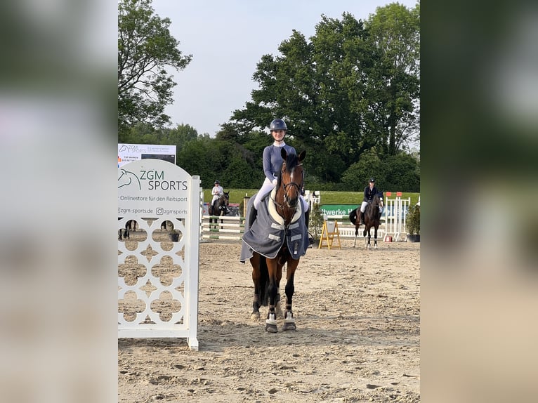 Wuerttemberg Mare 16 years 17,1 hh Brown in Fr&#xF6;ndenberg
