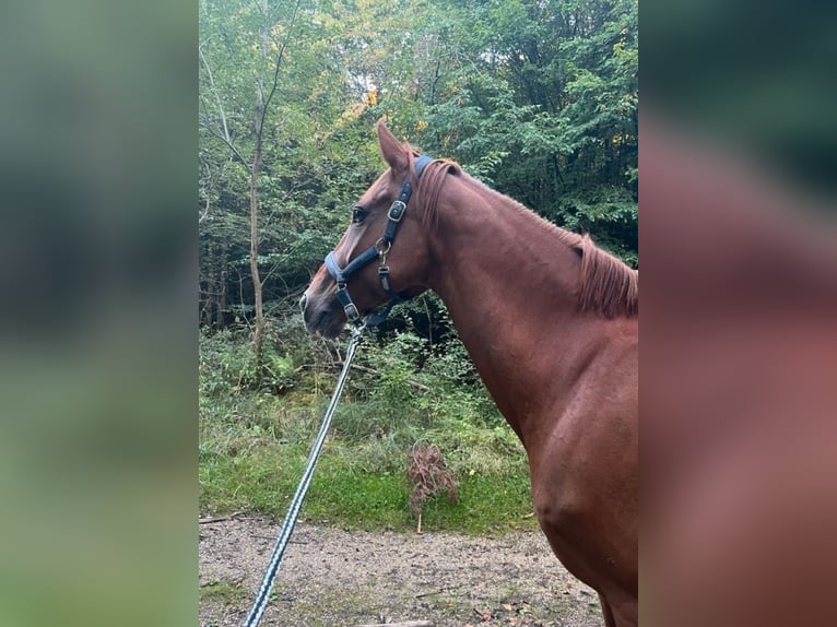 Wuerttemberg Mare 16 years Chestnut-Red in Ellwangen (Jagst)