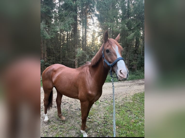 Wuerttemberg Mare 16 years Chestnut-Red in Ellwangen (Jagst)