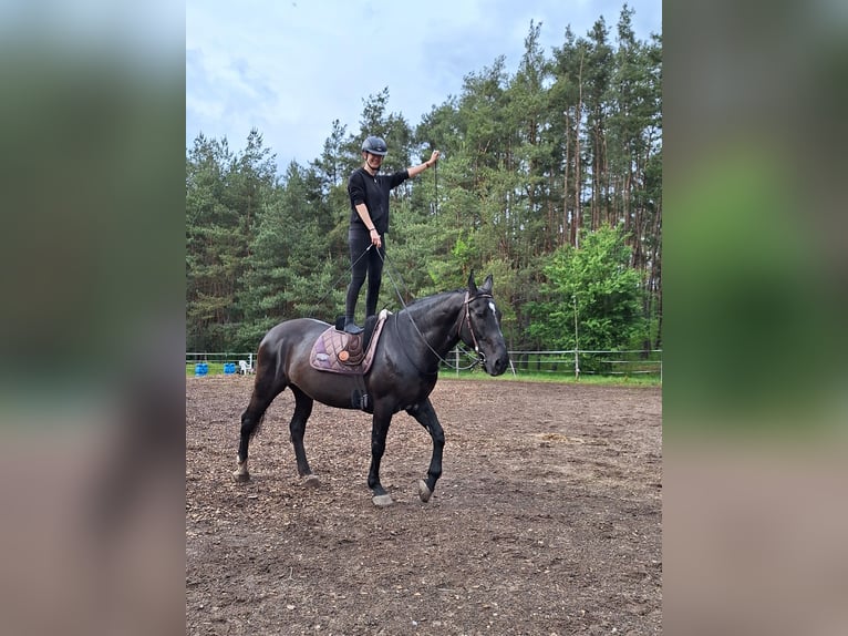 Wuerttemberg Mare 17 years 16,1 hh Black in Aschaffenburg