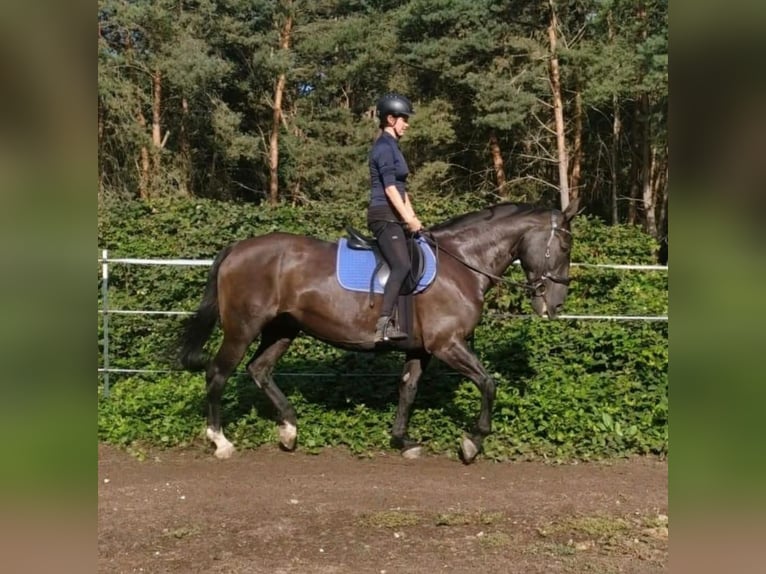 Wuerttemberg Mare 17 years 16,1 hh Black in Aschaffenburg