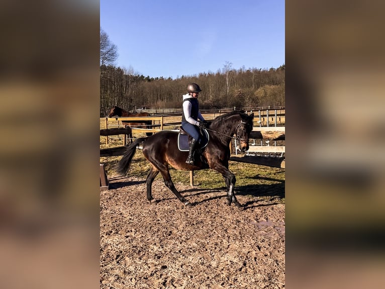 Wuerttemberg Mare 17 years 16 hh Brown in Forchheim