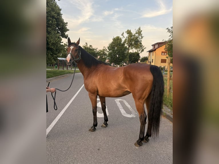 Wuerttemberg Mare 17 years 16 hh Brown in Markgröningen