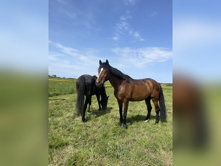 Wuerttemberg Mare 17 years 16 hh Brown in Friesenheim