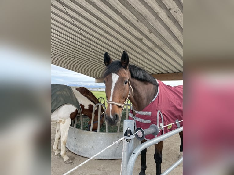 Wuerttemberg Mare 17 years 16 hh Brown in Friesenheim