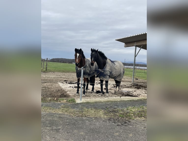 Wuerttemberg Mare 17 years 16 hh Brown in Friesenheim