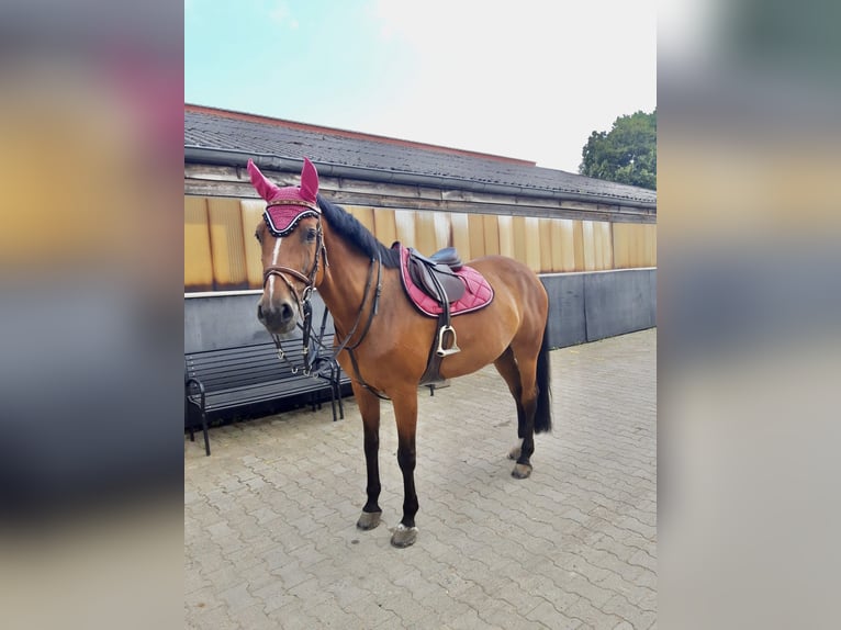 Wuerttemberg Mare 17 years 16 hh Brown in Friesenheim