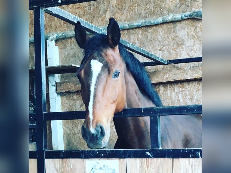 Wuerttemberg Mare 17 years 16 hh Brown in Friesenheim