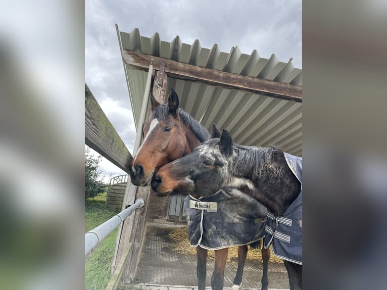 Wuerttemberg Mare 17 years 16 hh Brown in Friesenheim