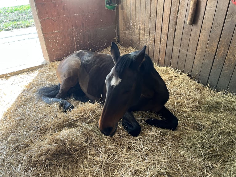 Wuerttemberg Mare 17 years 16,1 hh Bay-Dark in Schwieberdingen