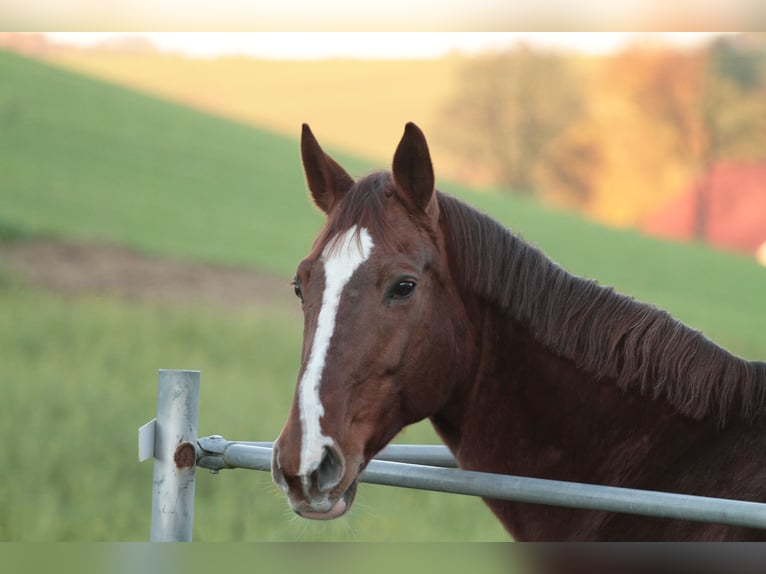 Wuerttemberg Mare 17 years 16,2 hh Chestnut in M&#xFC;nchen