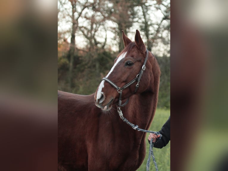 Wuerttemberg Mare 17 years 16,2 hh Chestnut in M&#xFC;nchen