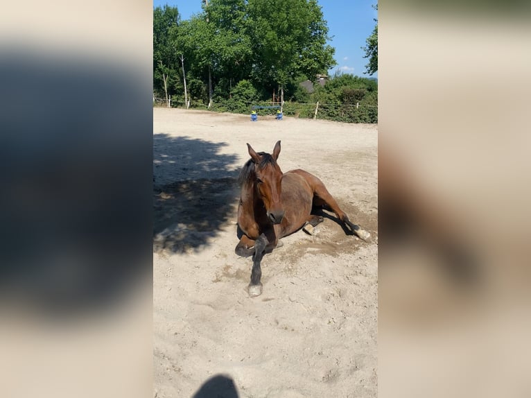 Wuerttemberg Mare 18 years 16 hh Bay-Dark in Hagenbach