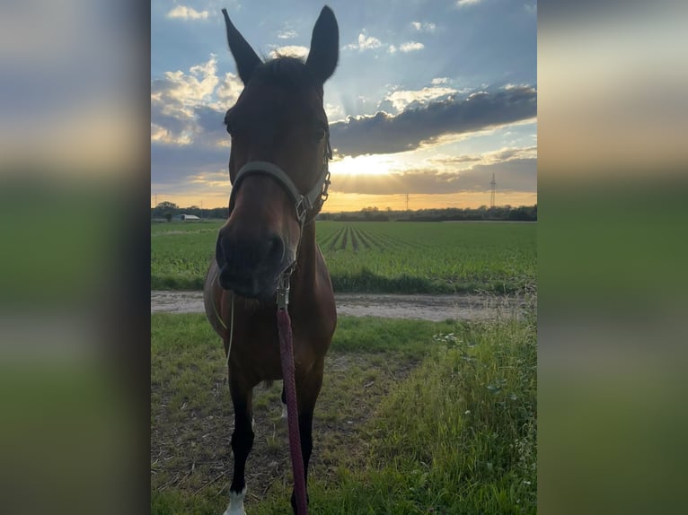 Wuerttemberg Mare 18 years 16 hh Bay-Dark in Hagenbach