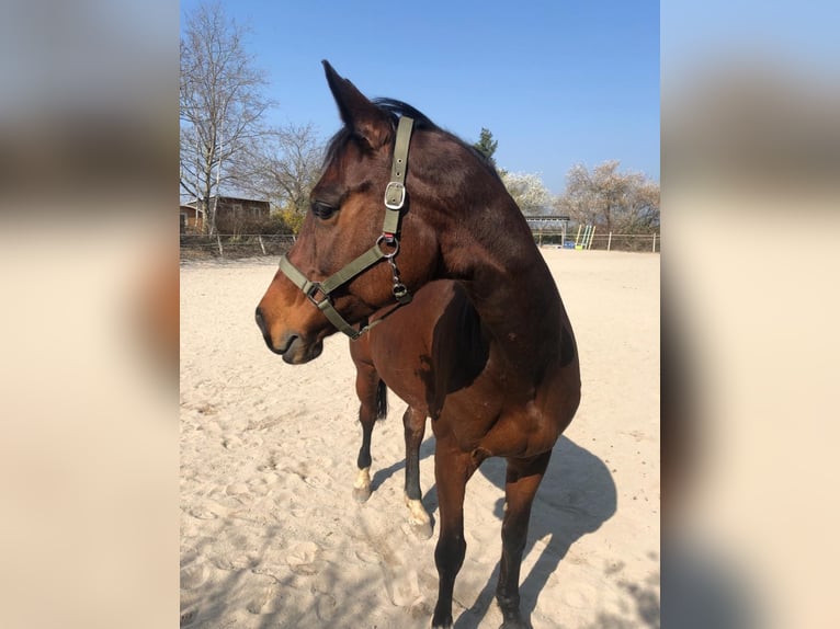Wuerttemberg Mare 18 years 16 hh Bay-Dark in Hagenbach