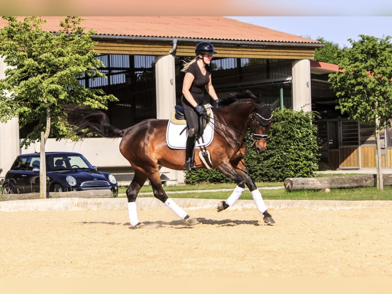Wuerttemberg Mare 18 years 16 hh Brown in Forchheim