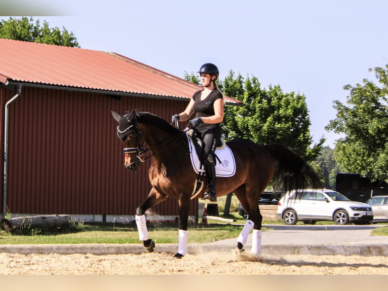 Wuerttemberg Mare 18 years 16 hh Brown in Forchheim