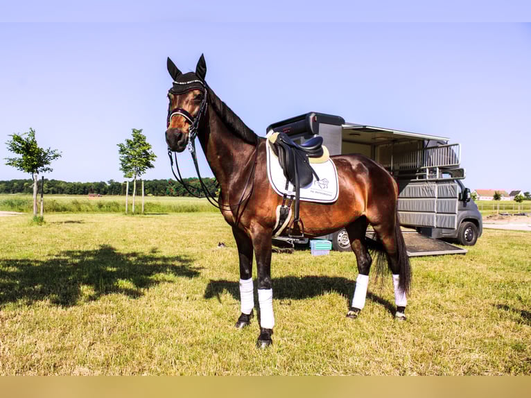 Wuerttemberg Mare 18 years 16 hh Brown in Forchheim