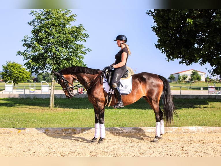 Wuerttemberg Mare 18 years 16 hh Brown in Forchheim