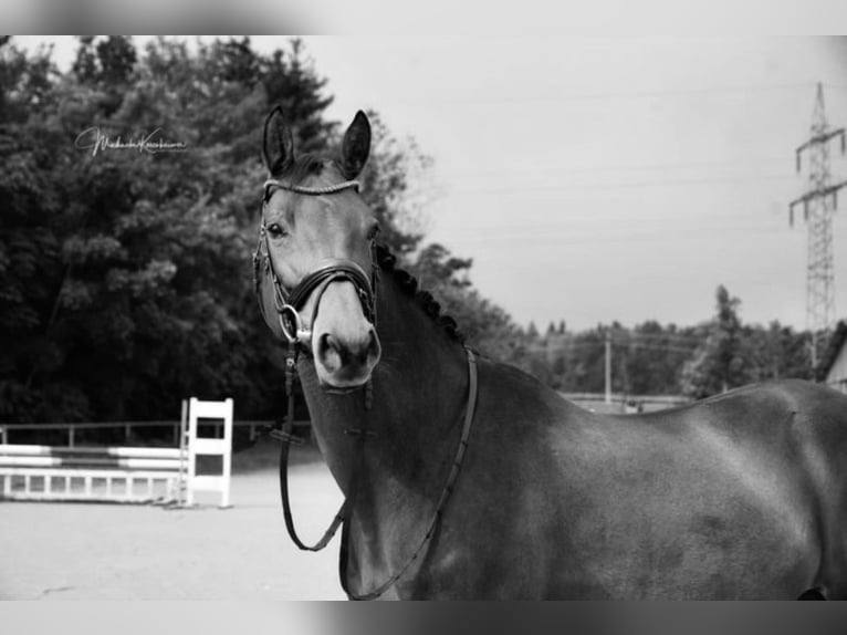 Wuerttemberg Mare 18 years 16 hh Brown in Aalen