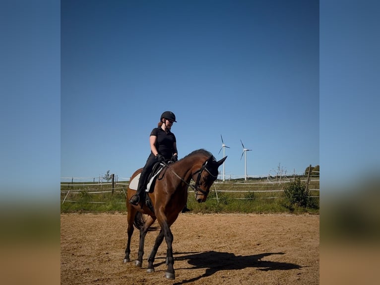 Wuerttemberg Mare 18 years 16 hh Brown in Aalen