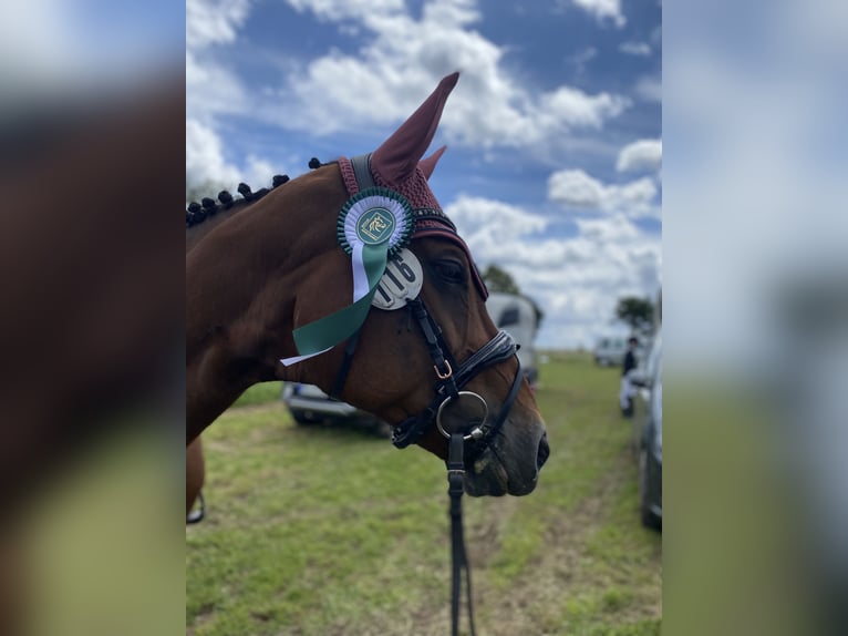 Wuerttemberg Mare 18 years 16 hh Brown in Dörzbach