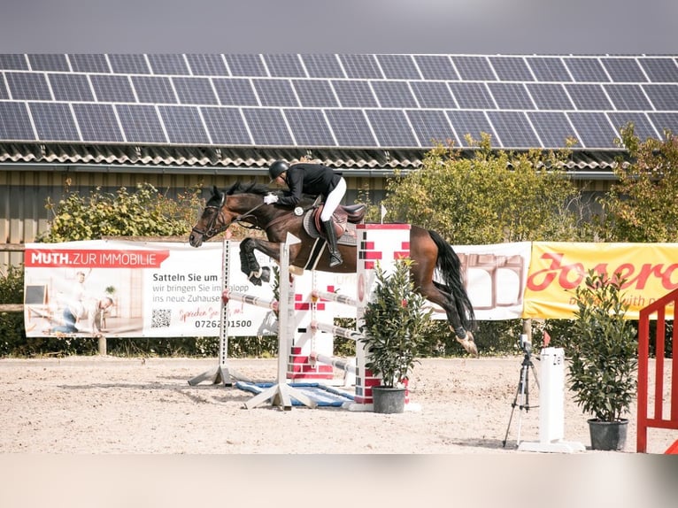 Wuerttemberg Mare 18 years 16,2 hh Bay-Dark in Schwieberdingen