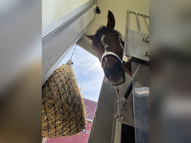 Wuerttemberg Mare 18 years 16,2 hh Bay-Dark in Schwieberdingen